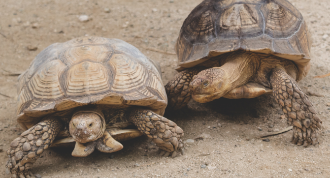 tortoises